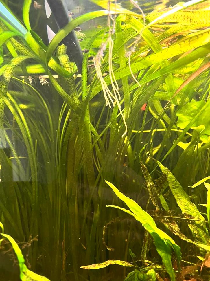 Valesneria / taiwanse lelie / borstelneus / red root floater, Dieren en Toebehoren, Vissen | Aquariumvissen, Vis