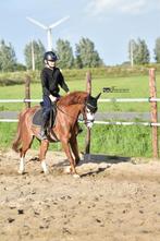 Pony, Dieren en Toebehoren, Pony's, Ruin, Recreatiepony