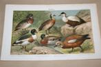 Antieke kleurenlitho - Diverse soorten eenden - Ca 1900 !!, Ophalen of Verzenden