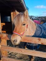 Goed huisje gezocht voor fjorden merrie weidemaatje, Dieren en Toebehoren, Merrie, Met stamboom, 11 jaar of ouder, Recreatiepony