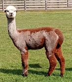 Alpaca merrie, Dieren en Toebehoren, Maart, Vrouwelijk
