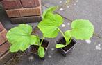 Moestuin plantjes, Tuin en Terras, Ophalen, Volle zon, Groenteplanten, Eenjarig