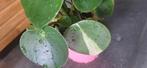 Peperomia raindrop variegata, Ophalen of Verzenden, Halfschaduw, Minder dan 100 cm
