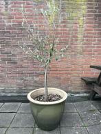 Olijfboom, Bloeit niet, 100 tot 250 cm, Olijfboom, Ophalen