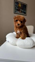 Premium F2 maltipoo teefje pup, Dieren en Toebehoren, Honden | Chihuahua's en Gezelschapshonden, Rabiës (hondsdolheid), Overige rassen