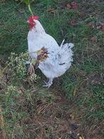 legkip te koop, Dieren en Toebehoren, Pluimvee, Vrouwelijk, Kip