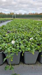 Vinca Minor Alba - maagdenpalm - wit, Bodembedekkers, Volle zon, Vaste plant, Ophalen of Verzenden