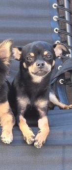 chihauhau Reu 9 maanden, Dieren en Toebehoren, Honden | Chihuahua's en Gezelschapshonden, Reu, 8 tot 15 weken, Eén hond, Chihuahua