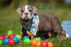 Gezonde en mooie Engelse bulldog-puppy's, Dieren en Toebehoren, Honden | Bulldogs, Pinschers en Molossers, Rabiës (hondsdolheid)