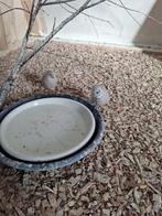 Chinese Dwergkwartels, Dieren en Toebehoren, Vogels | Overige Vogels, Meerdere dieren, Tropenvogel