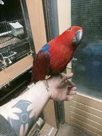 Prachtige edel papagaai pop, Vrouwelijk, Papegaai, Pratend