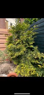 Conifeer Schub, Tuin en Terras, Planten | Bomen, Ophalen, Bloeit niet, Halfschaduw, Overige soorten