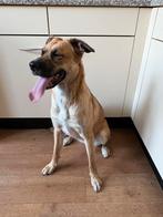 Boxsky te koop!, Rabiës (hondsdolheid), 1 tot 2 jaar, Teef, Eén hond