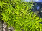 Pogostemon Helferi stekken, Dieren en Toebehoren, Ophalen of Verzenden, Zo goed als nieuw, Plant(en), Steen of Hout