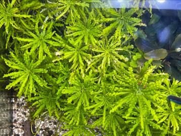 Pogostemon Helferi stekken beschikbaar voor biedingen