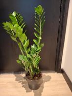 Zamioculcas, Huis en Inrichting, Kamerplanten, Ophalen, Overige soorten, Minder dan 100 cm