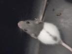 Ratjes! Verschillende leeftijden!, Dieren en Toebehoren, Knaagdieren, Rat, Juli, Meerdere dieren, Tam