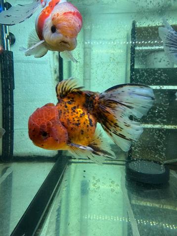 Fancy Goldfish Oranda Calico tiger HQ beschikbaar voor biedingen