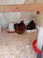 Mooie Orpington chocokriel toom van 4 hennen en 1 haan, Dieren en Toebehoren, Pluimvee