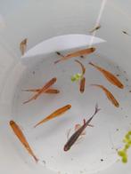 9 Chinese Danio's, Dieren en Toebehoren, Vis