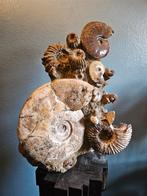 Ammonieten cluster matrix kerkhof, Ophalen