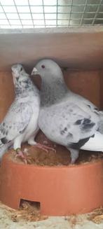 Chow postduiven, Meerdere dieren, Postduif