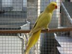 halsband, Dieren en Toebehoren, Vogels | Parkieten en Papegaaien, Meerdere dieren, Parkiet, Geringd