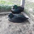 Koppel zwarte kwakers, Dieren en Toebehoren, Pluimvee, Meerdere dieren, Eend