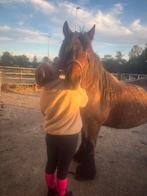 Lief trekpaard, Dieren en Toebehoren, Ophalen