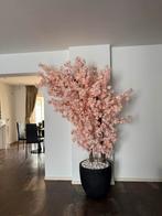 Bloesemboom, Ophalen, Nieuw, Binnen