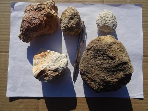 4 Araucaria mirabilis, 1 Araucaria alvarezii, Verzamelen, Mineralen en Fossielen, Fossiel, Ophalen of Verzenden