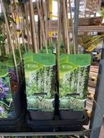 Blauwe Regen Wisteria Klimplant, Tuin en Terras, Ophalen, Volle zon, Vaste plant, Klimplanten