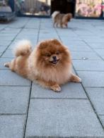 Pomeriaan dekreu fci stamboom & getest & neusmeting, Reu, Parvo, Eén hond, 3 tot 5 jaar