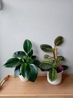 Philodendron&marantha set kamerplanten incl potten, Huis en Inrichting, Kamerplanten, Ophalen, Overige soorten, Halfschaduw, In pot