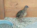 Japanse kwartel haan 6 weken oud, Mannelijk, Tropenvogel