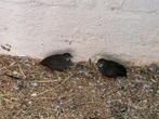 kwartels man 3 stuks, Dieren en Toebehoren, Pluimvee, Meerdere dieren, Overige soorten