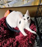 Raskitten kruising., Dieren en Toebehoren, Katten en Kittens | Raskatten | Korthaar, Meerdere dieren, Ontwormd, 0 tot 2 jaar