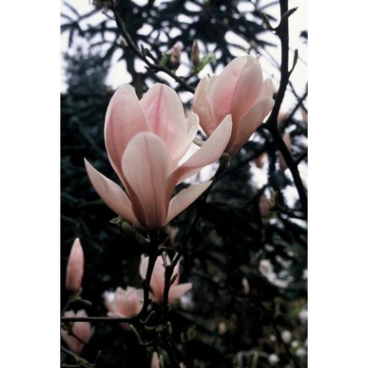 Magnolia - Magnolia soulangeana - boom, Tuin en Terras, Planten | Bomen, Overige soorten, 100 tot 250 cm, Halfschaduw, Lente, In pot