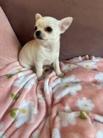 Chihuahua pups, Dieren en Toebehoren, Parvo, 8 tot 15 weken, Meerdere, Meerdere dieren