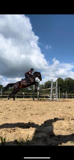 Lieve merrie te koop, Merrie, Recreatiepaard