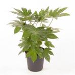 Fatsia Japonica - Vingerplant g96145, Tuin en Terras, Planten | Tuinplanten, Ophalen of Verzenden