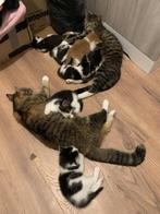 Lieve kittens, Dieren en Toebehoren, Meerdere dieren, Kortharig, 0 tot 2 jaar