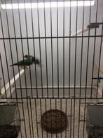 DIV koppels gouldamadines, Dieren en Toebehoren, Vogels | Overige Vogels, Meerdere dieren