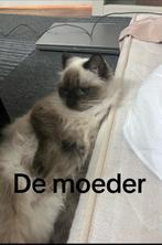 Katten te koop, Dieren en Toebehoren, Katten en Kittens | Raskatten | Langhaar