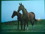 (2002) Dierenkaart: PAARDEN, Verzamelen, Ansichtkaarten | Dieren, Verzenden, 1980 tot heden, Ongelopen, Paard