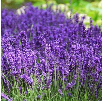 Lavendel - Lavandula angustifolia  beschikbaar voor biedingen