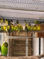 Div grasparkieten, Dieren en Toebehoren, Meerdere dieren, Parkiet