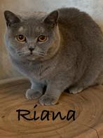 Britse kortharen, Dieren en Toebehoren, Katten en Kittens | Raskatten | Korthaar, Poes, Gechipt, 3 tot 5 jaar
