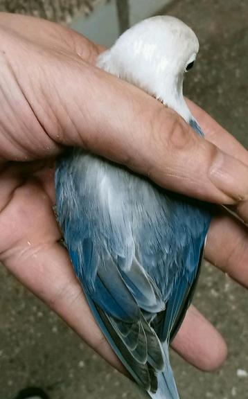 Prachtige piep jonge agapornis fisheri opaline euwing violet beschikbaar voor biedingen
