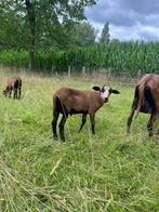 Lammeren, ramlammeren, Mannelijk, Schaap, 0 tot 2 jaar